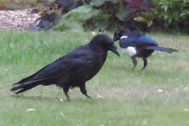 crow & magpie